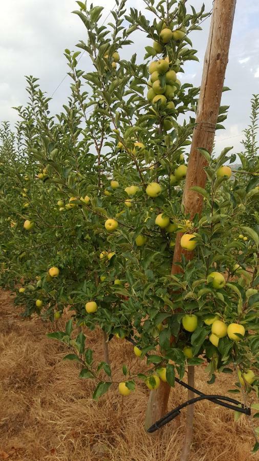 Quinta Do Acipreste ลาเมโก ภายนอก รูปภาพ
